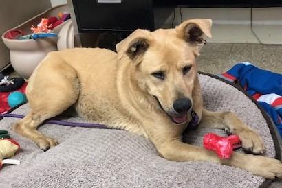 Charm, Adoptable, Adult Female Mixed Breed.