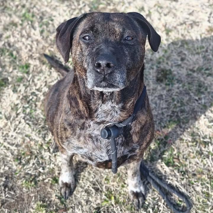 KB, Adoptable, Senior Female Pit Bull Terrier.