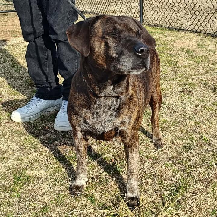 KB, a Adoptable Pit Bull Terrier in Springdale, AR image 2/6