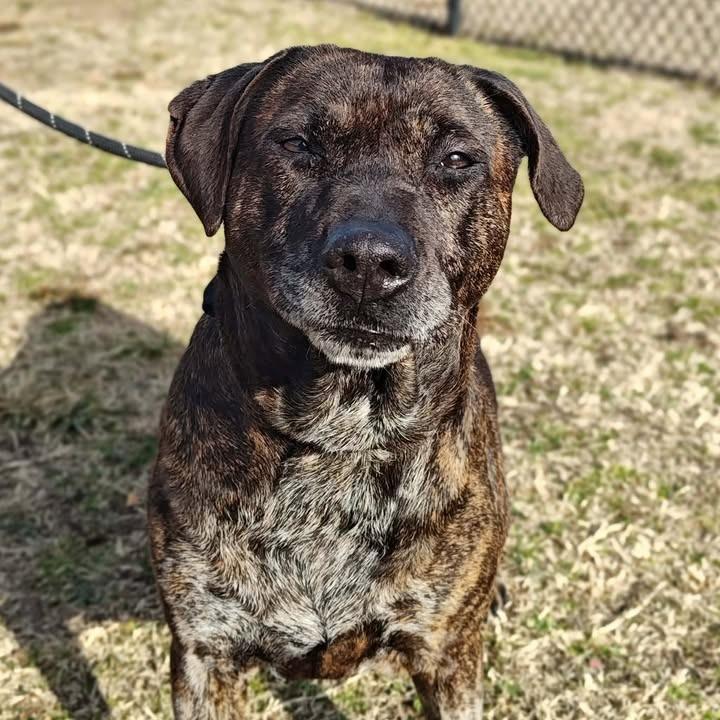 KB, a Adoptable Pit Bull Terrier in Springdale, AR image 3/6