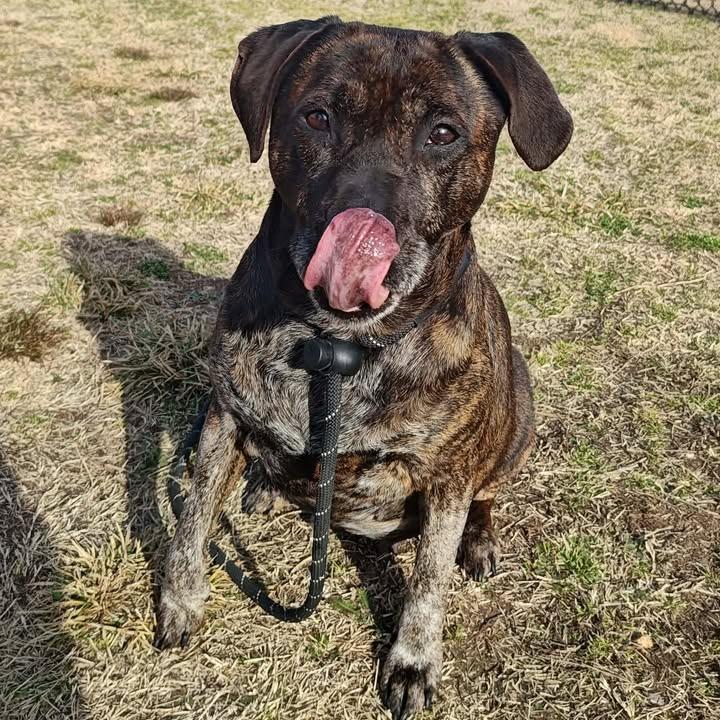 KB, a Adoptable Pit Bull Terrier in Springdale, AR image 4/6