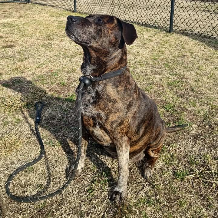 KB, a Adoptable Pit Bull Terrier in Springdale, AR image 5/6