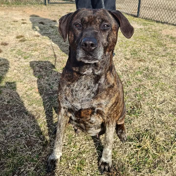 KB, a Adoptable Pit Bull Terrier in Springdale, AR image 6/6