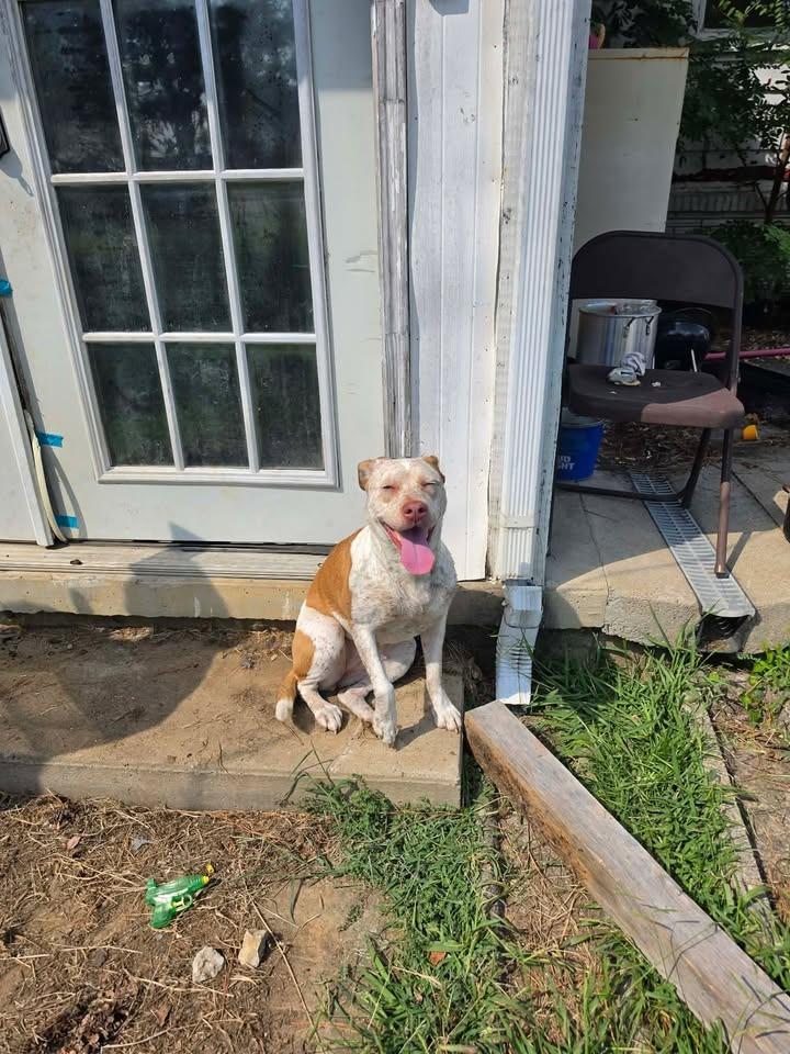 Lilly, Adoptable, Young Female Australian Cattle Dog / Blue Heeler.