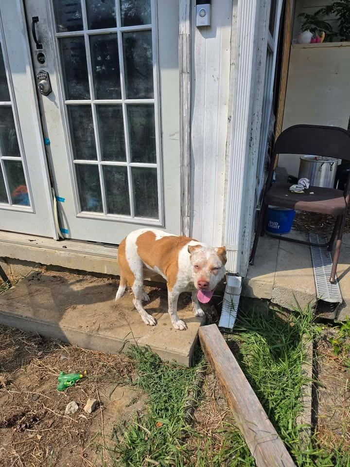Enlarge Lilly, a Adoptable Australian Cattle Dog / Blue Heeler in Shelbyville, TN image 2/2