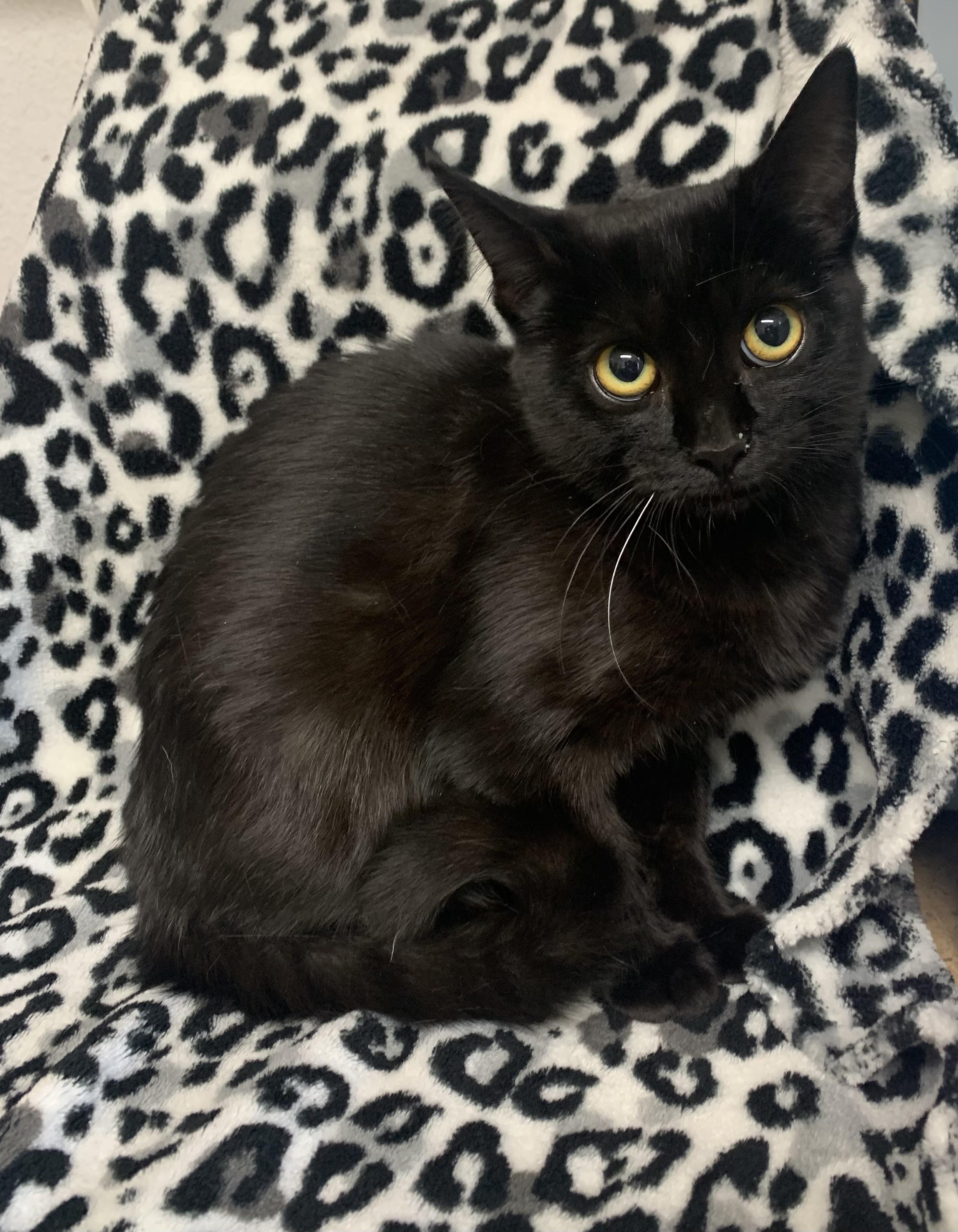 Enlarge Persephone, a Adoptable Domestic Short Hair in Bisbee, AZ image 1/1