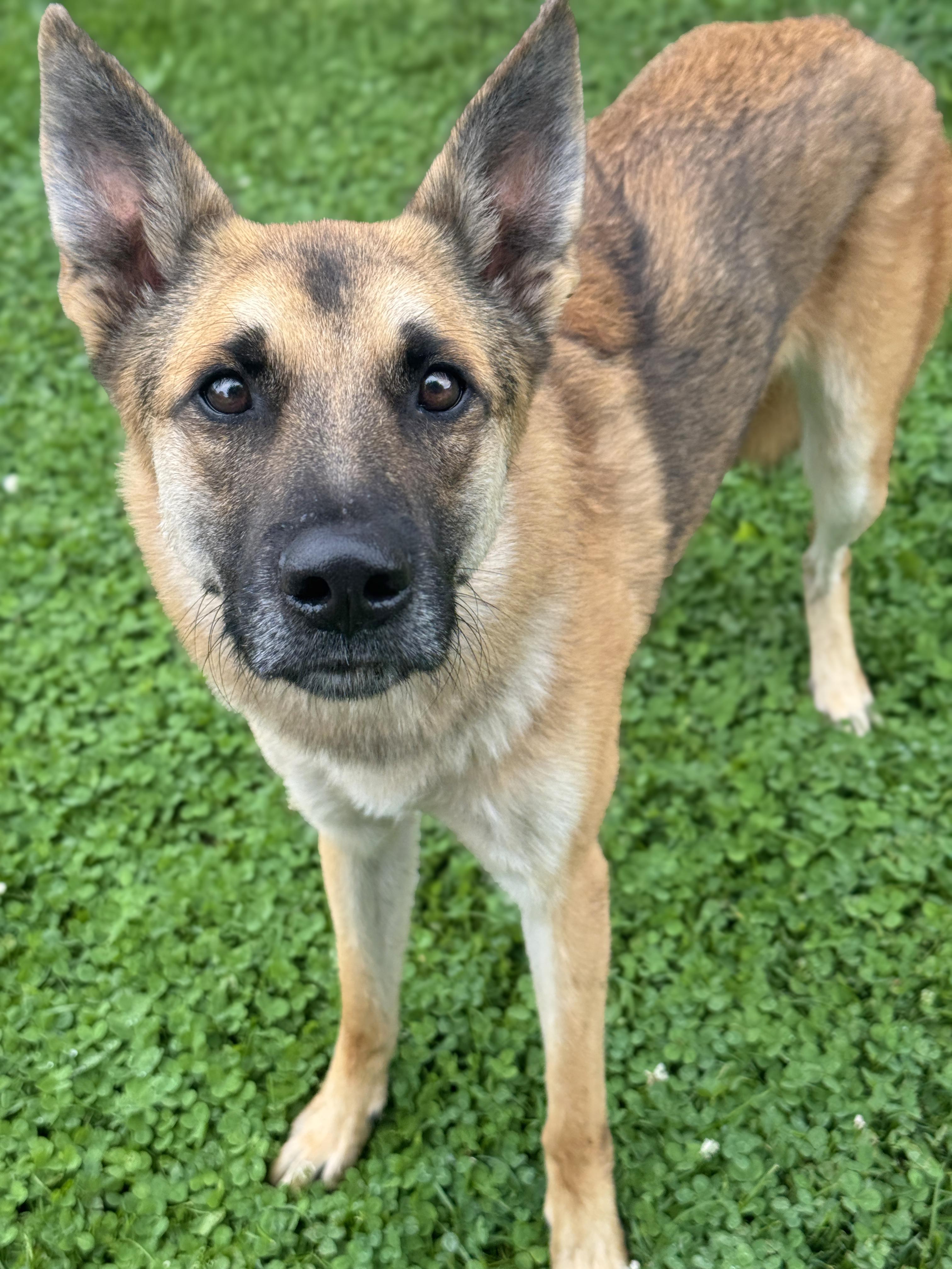 Jessie, an adopted mixed breed in Anderson, IN image 2/4