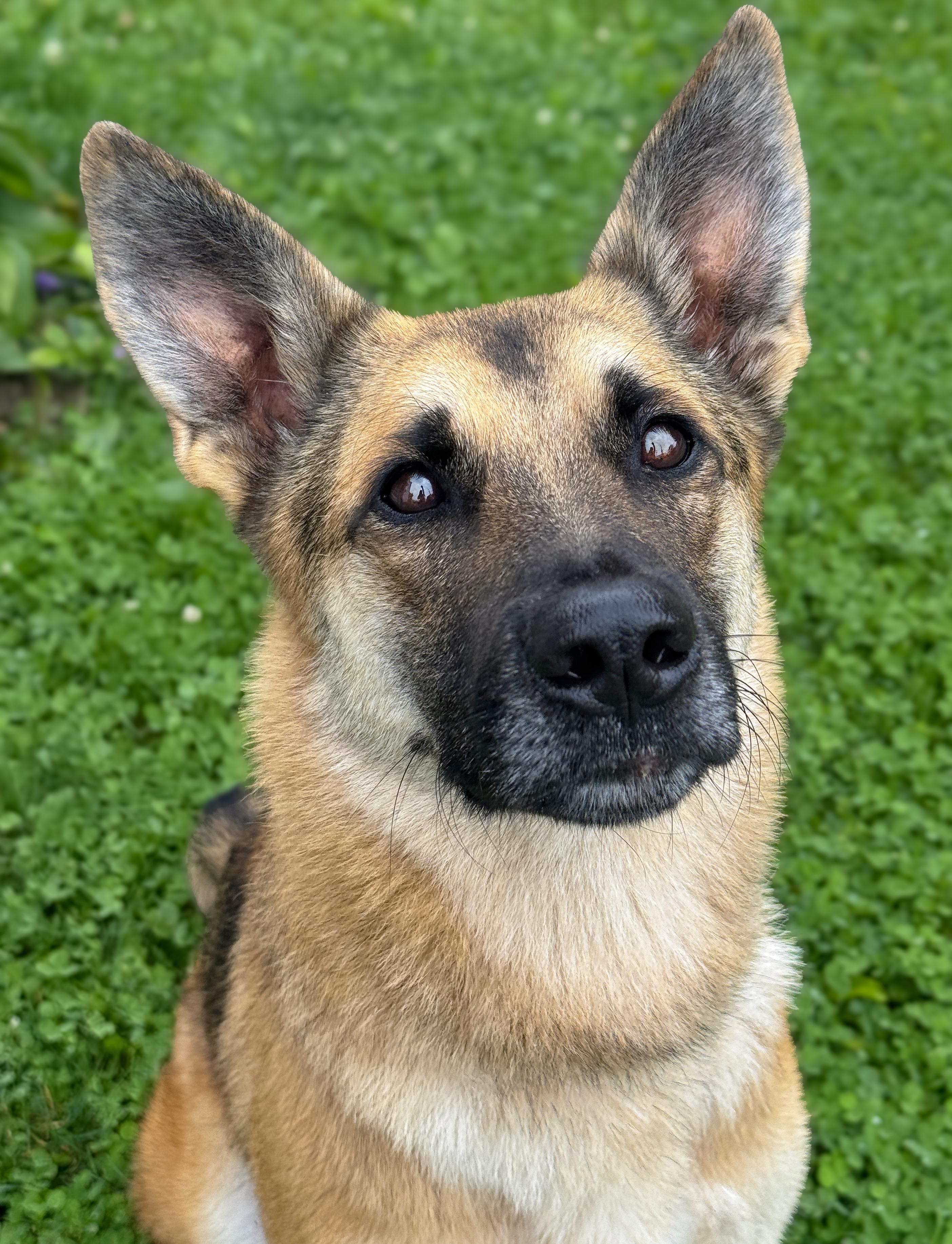 Jessie, an adopted mixed breed in Anderson, IN image 3/4
