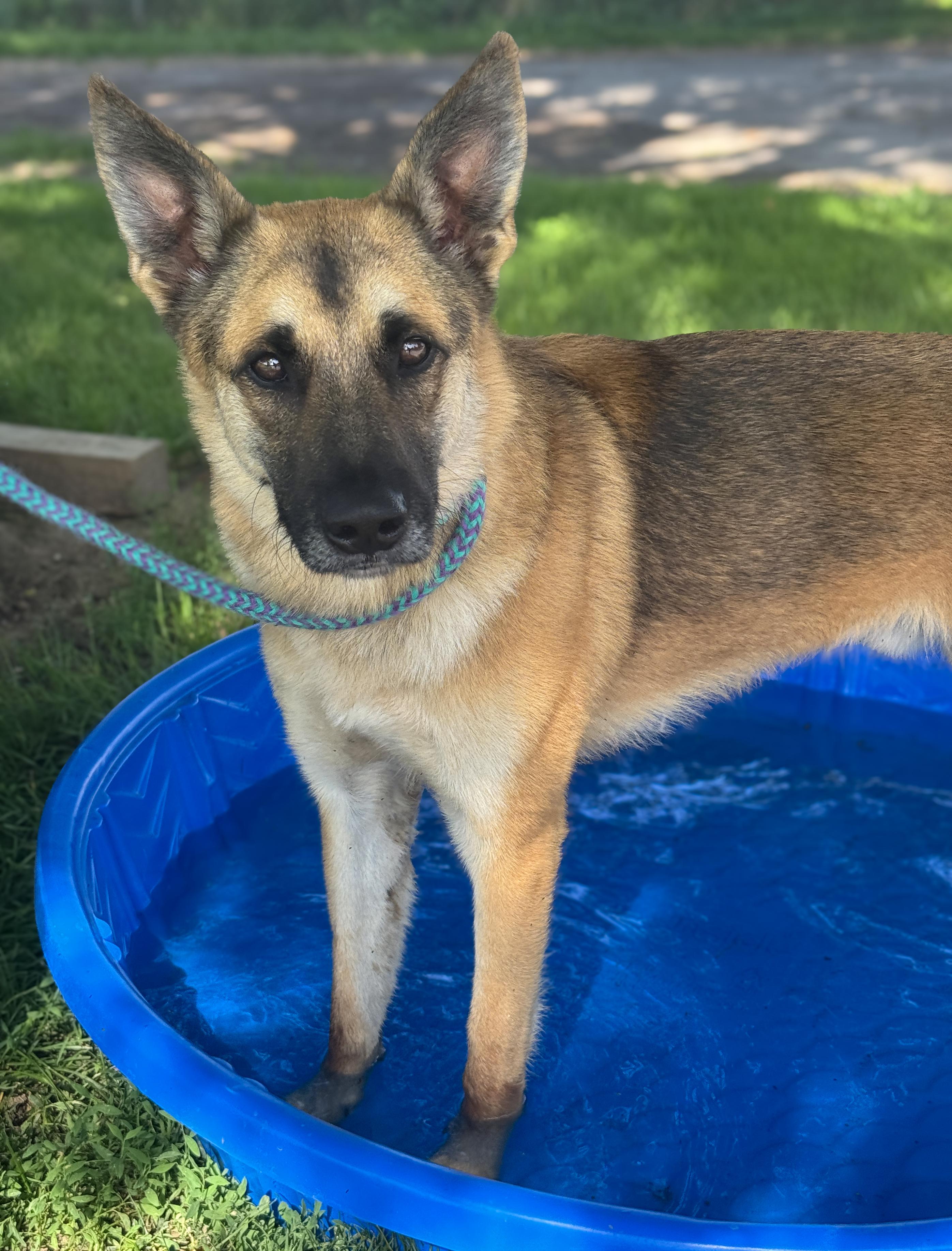 Jessie, an adopted mixed breed in Anderson, IN image 4/4
