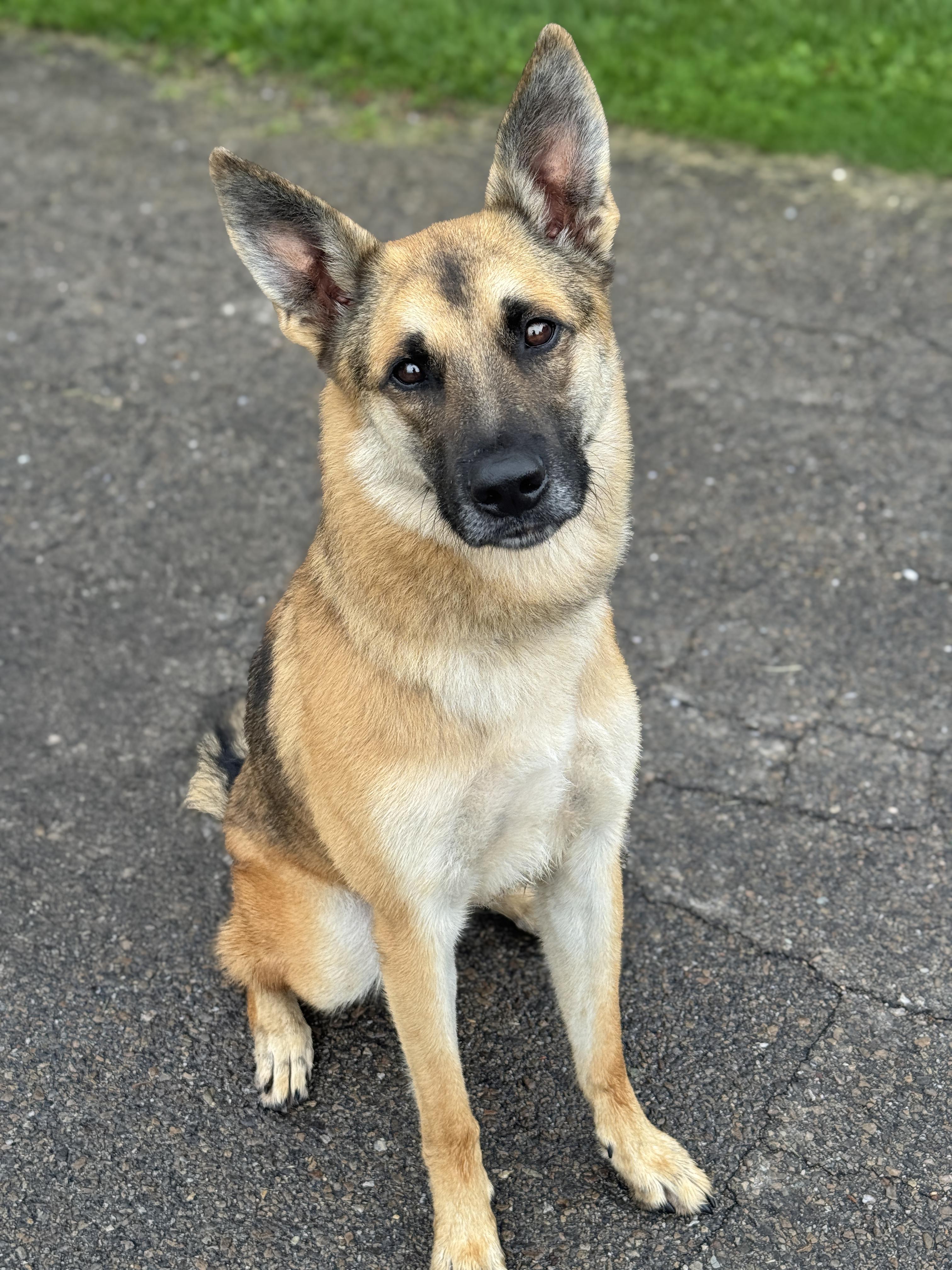Jessie, adopted, Young Male German Shepherd Dog.
