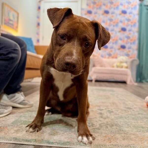 Bourbon Baby the Mini Chocolate Sweetheart