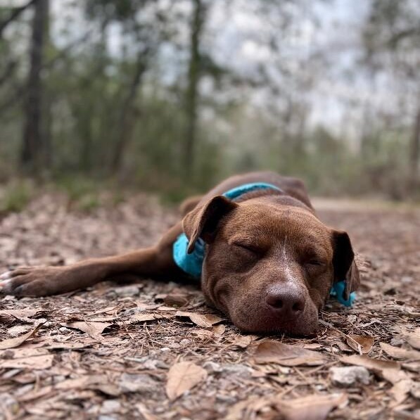 Bourbon Baby the Mini Chocolate Sweetheart — thumbnail 4