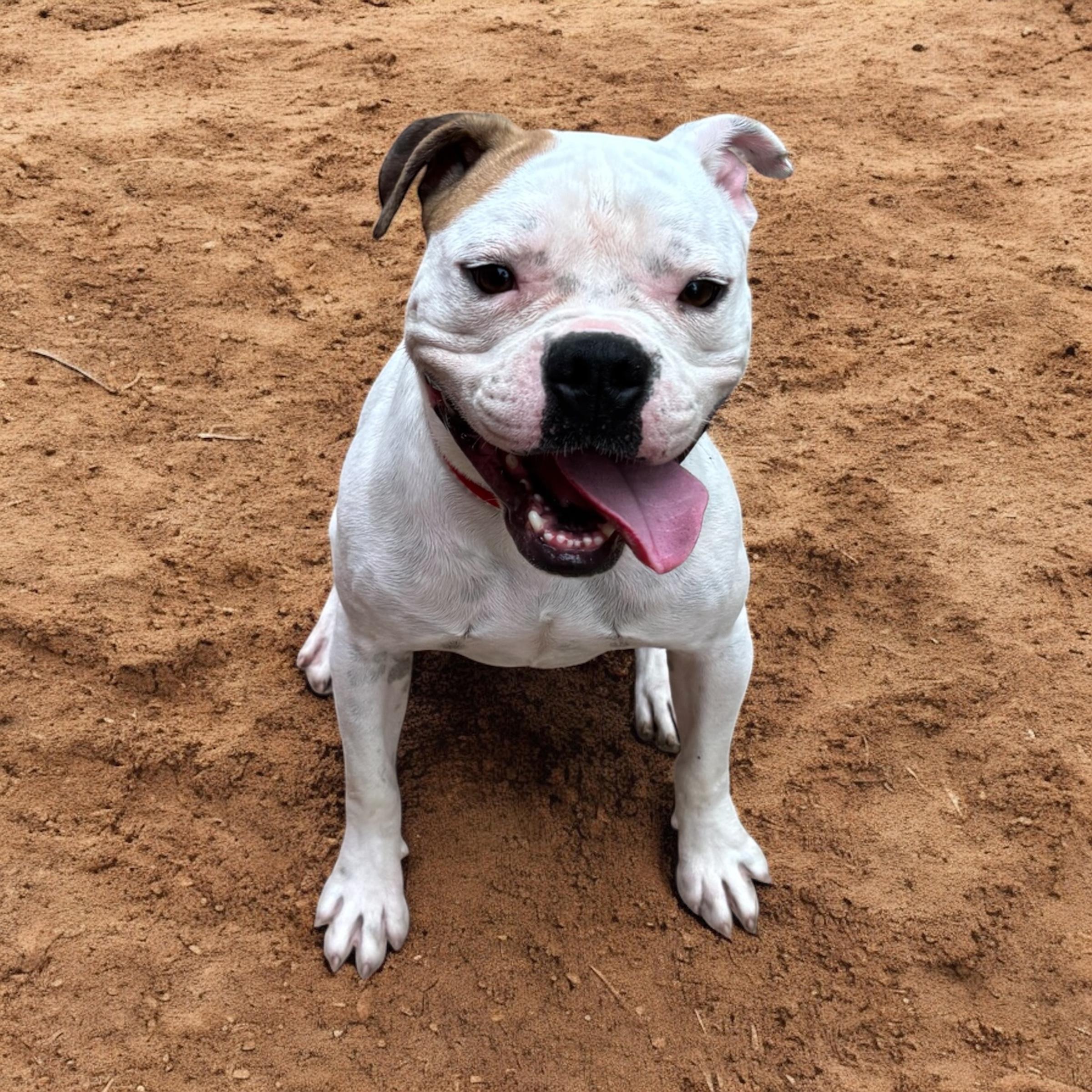 Enlarge Wisteria, a Adoptable American Bulldog in Homosassa Springs, FL image 4/6