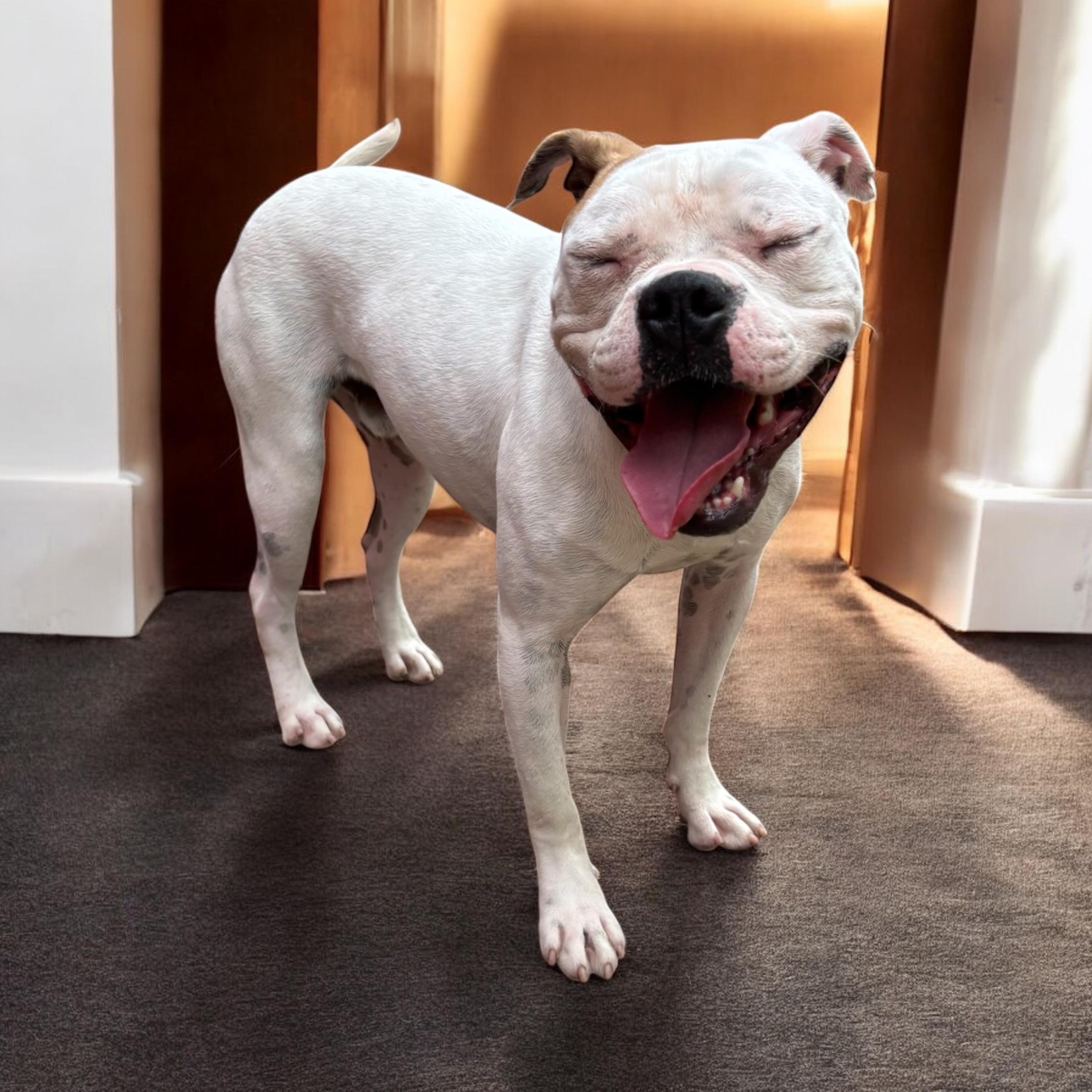 Wisteria, Adoptable, Adult Male American Bulldog.