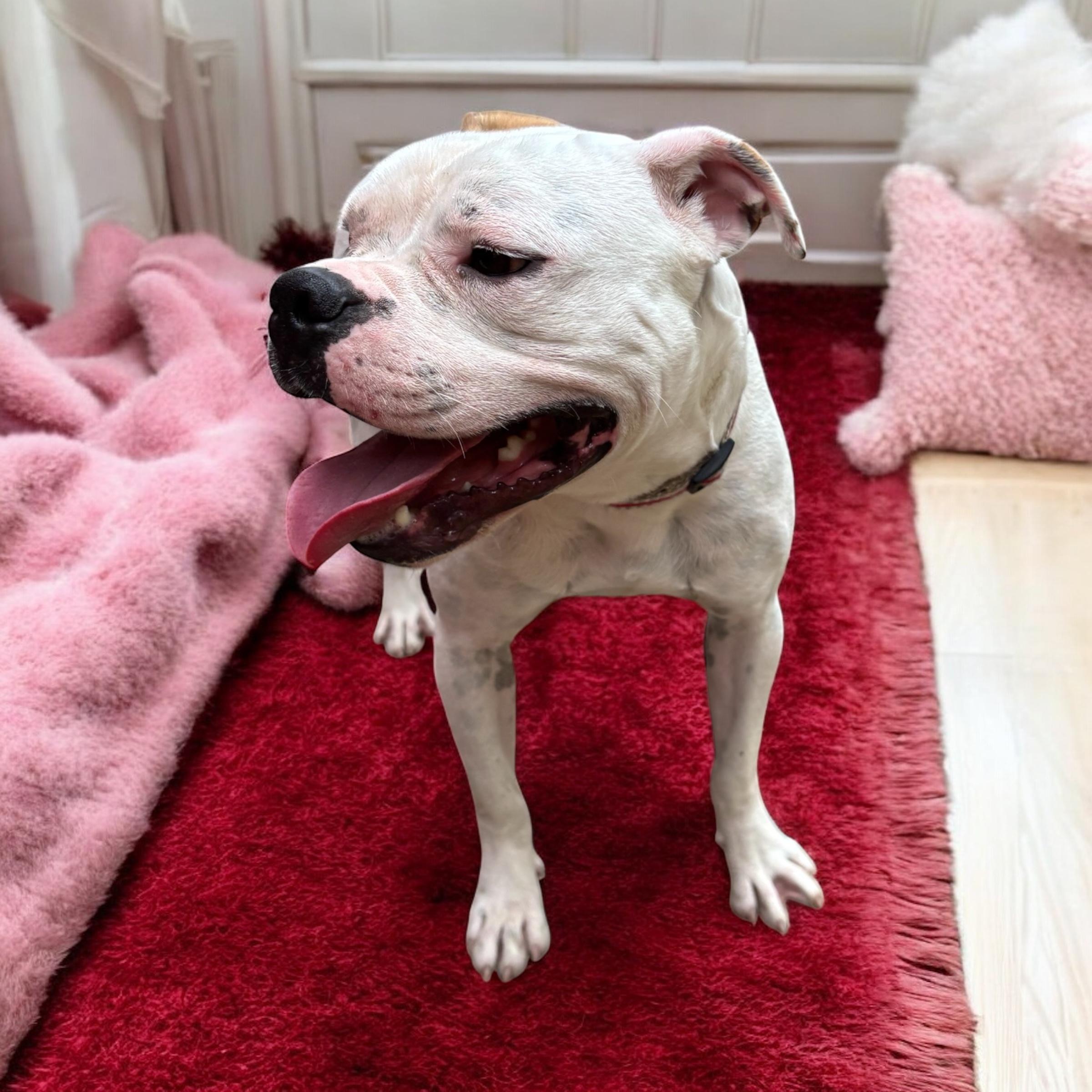 Enlarge Wisteria, a Adoptable American Bulldog in Homosassa Springs, FL image 3/6