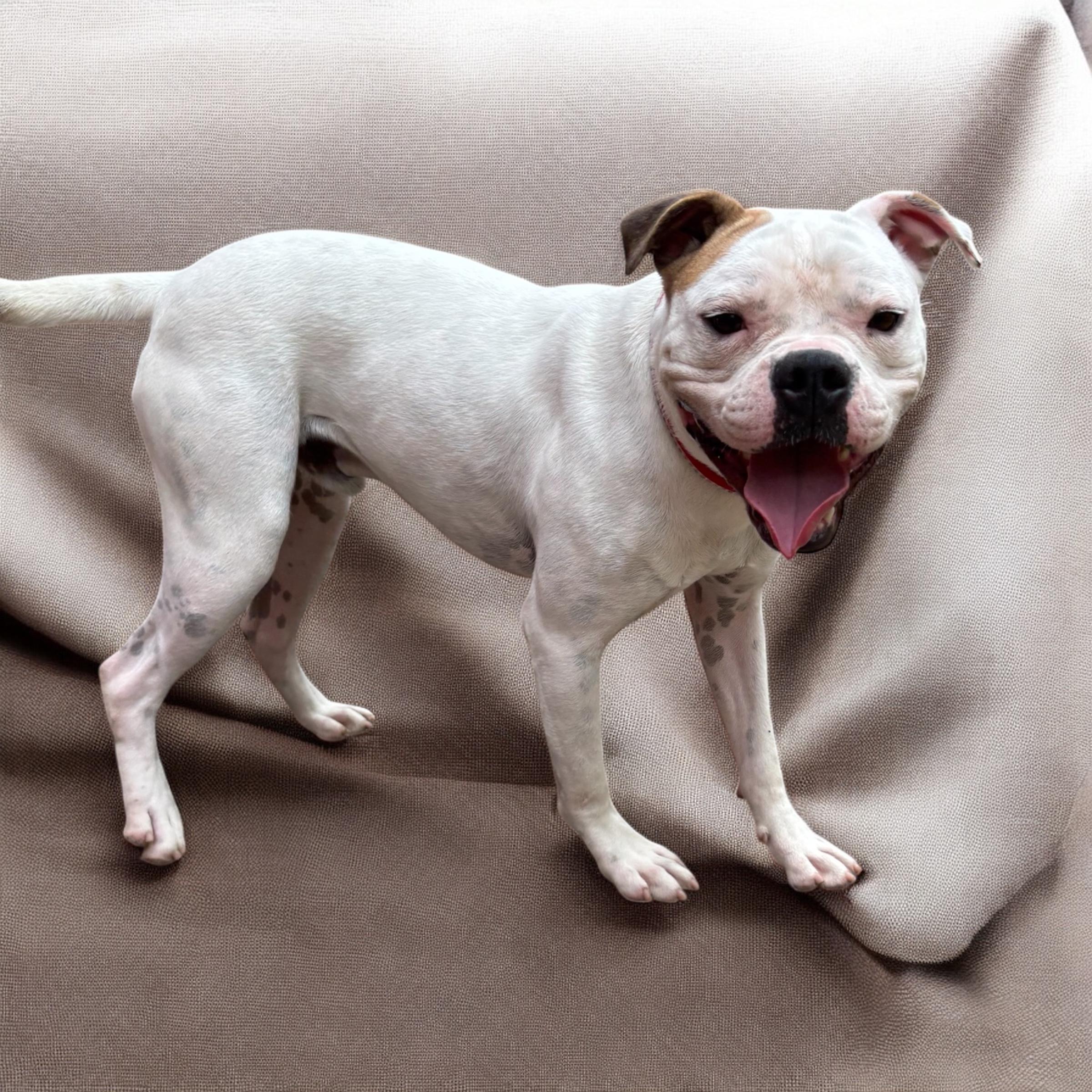 Enlarge Wisteria, a Adoptable American Bulldog in Homosassa Springs, FL image 5/6