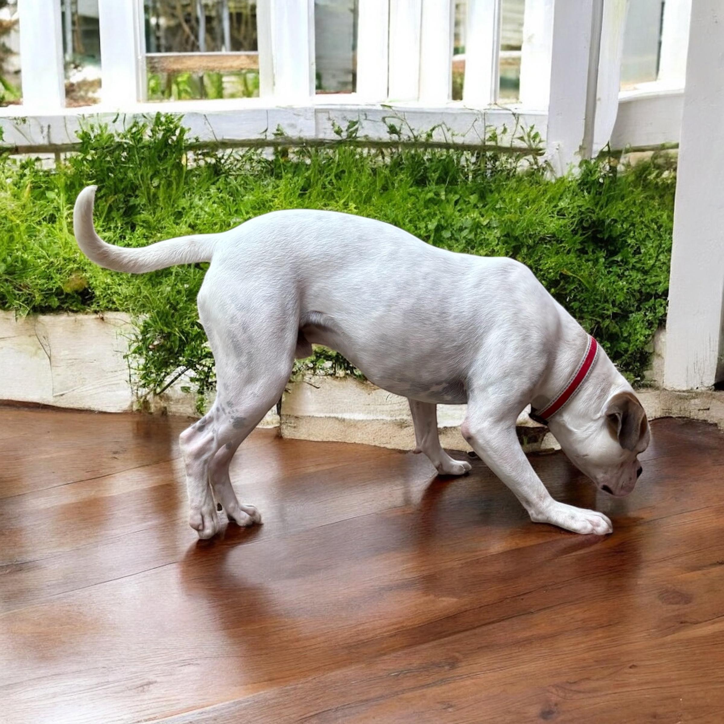 Enlarge Wisteria, a Adoptable American Bulldog in Homosassa Springs, FL image 6/6