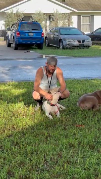 Enlarge Wisteria, a Adoptable American Bulldog in Homosassa Springs, FL video 2/6