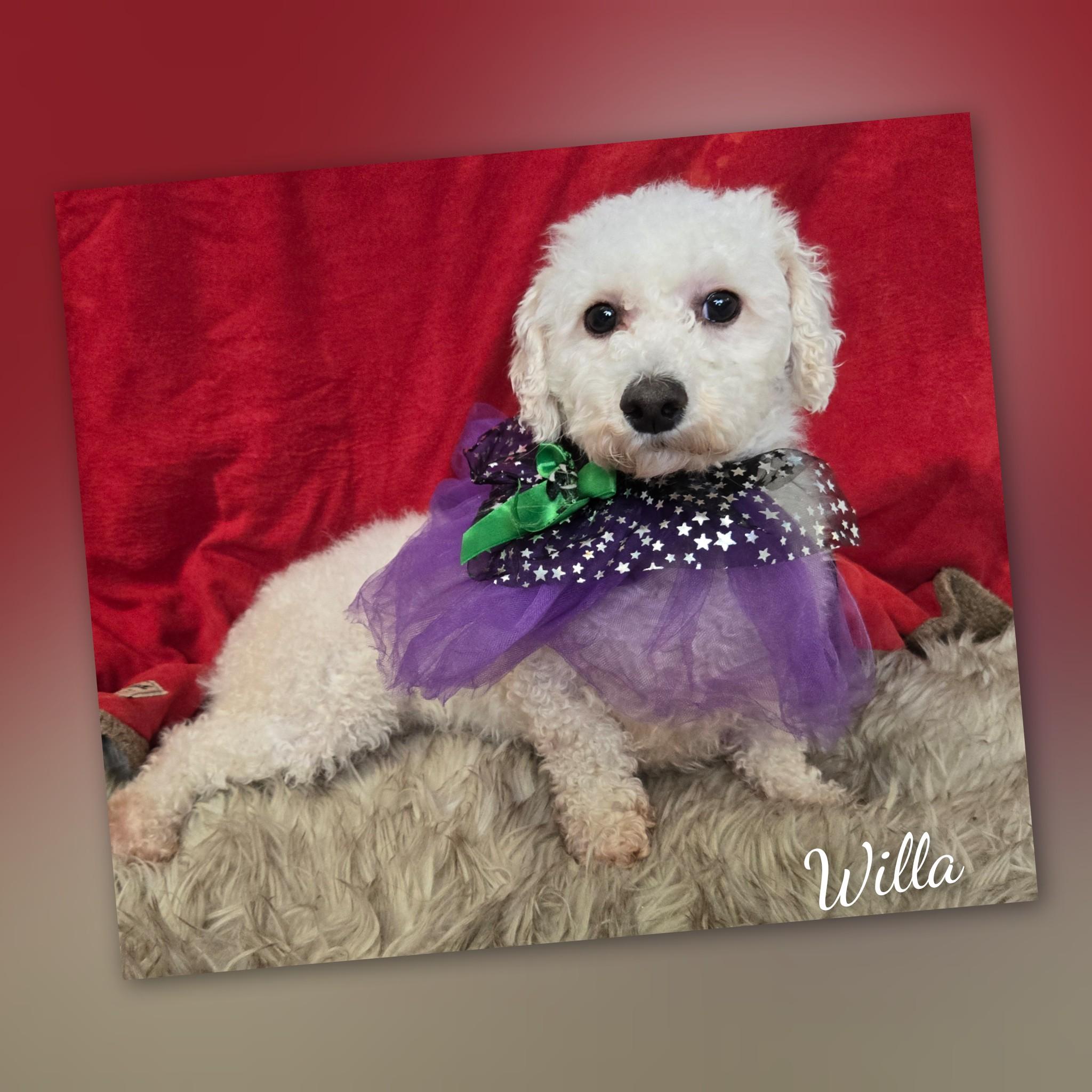 Willa, ADOPTABLE, Adult Female Bichon Frise.