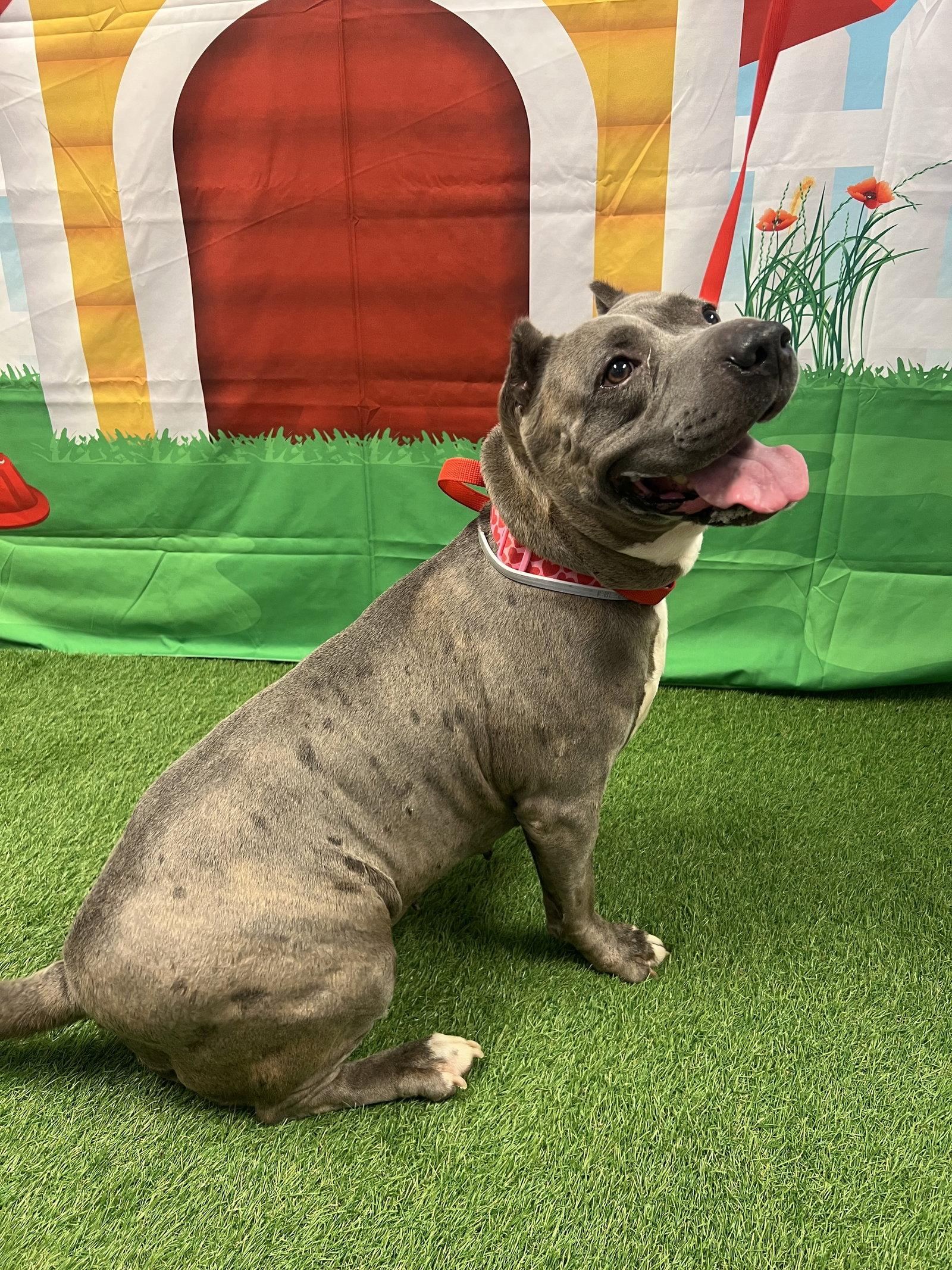 Zoey, Adoptable, Adult Male Terrier.