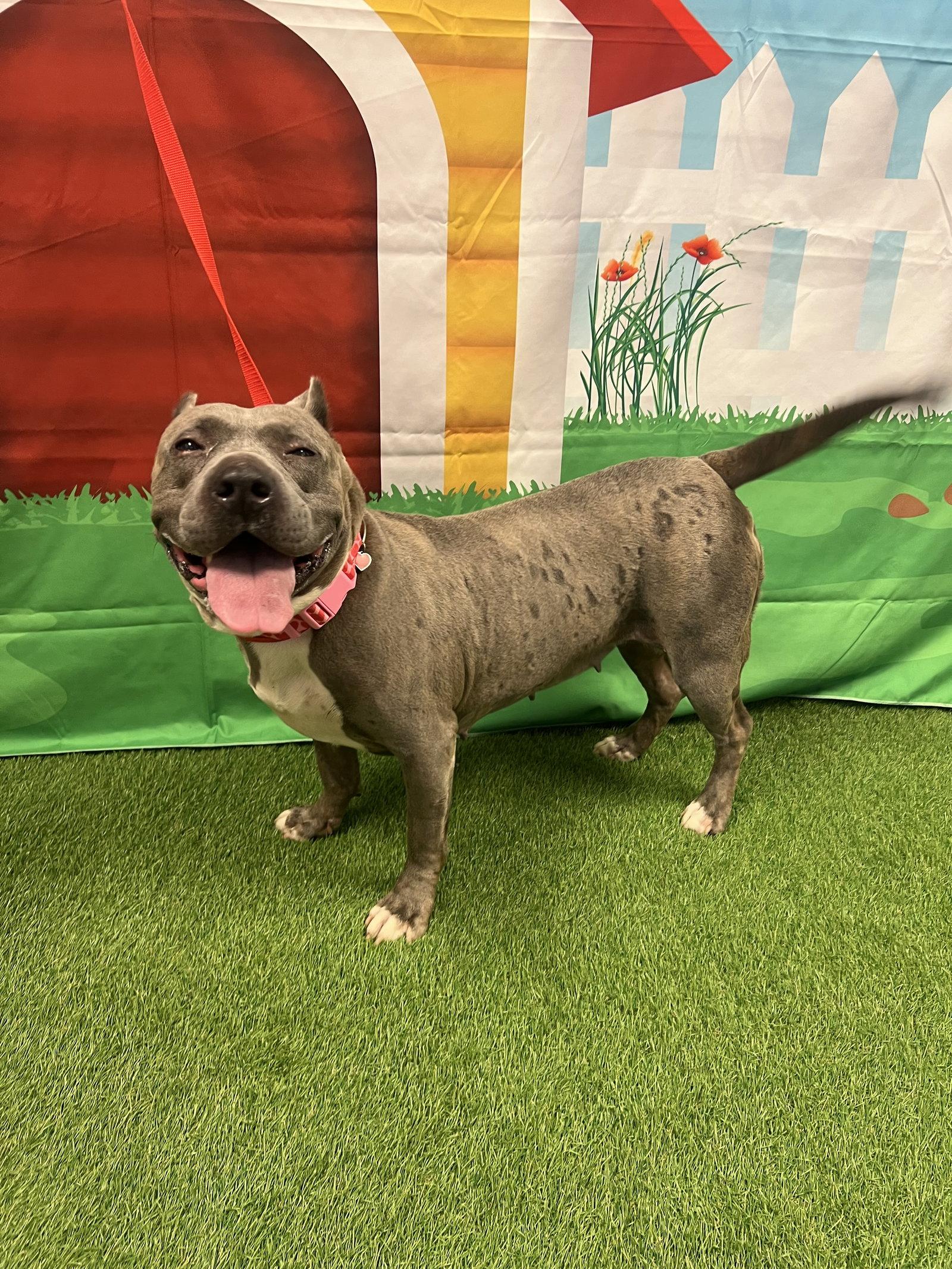 Enlarge Zoey, a Adoptable Terrier in Euless, TX image 2/3