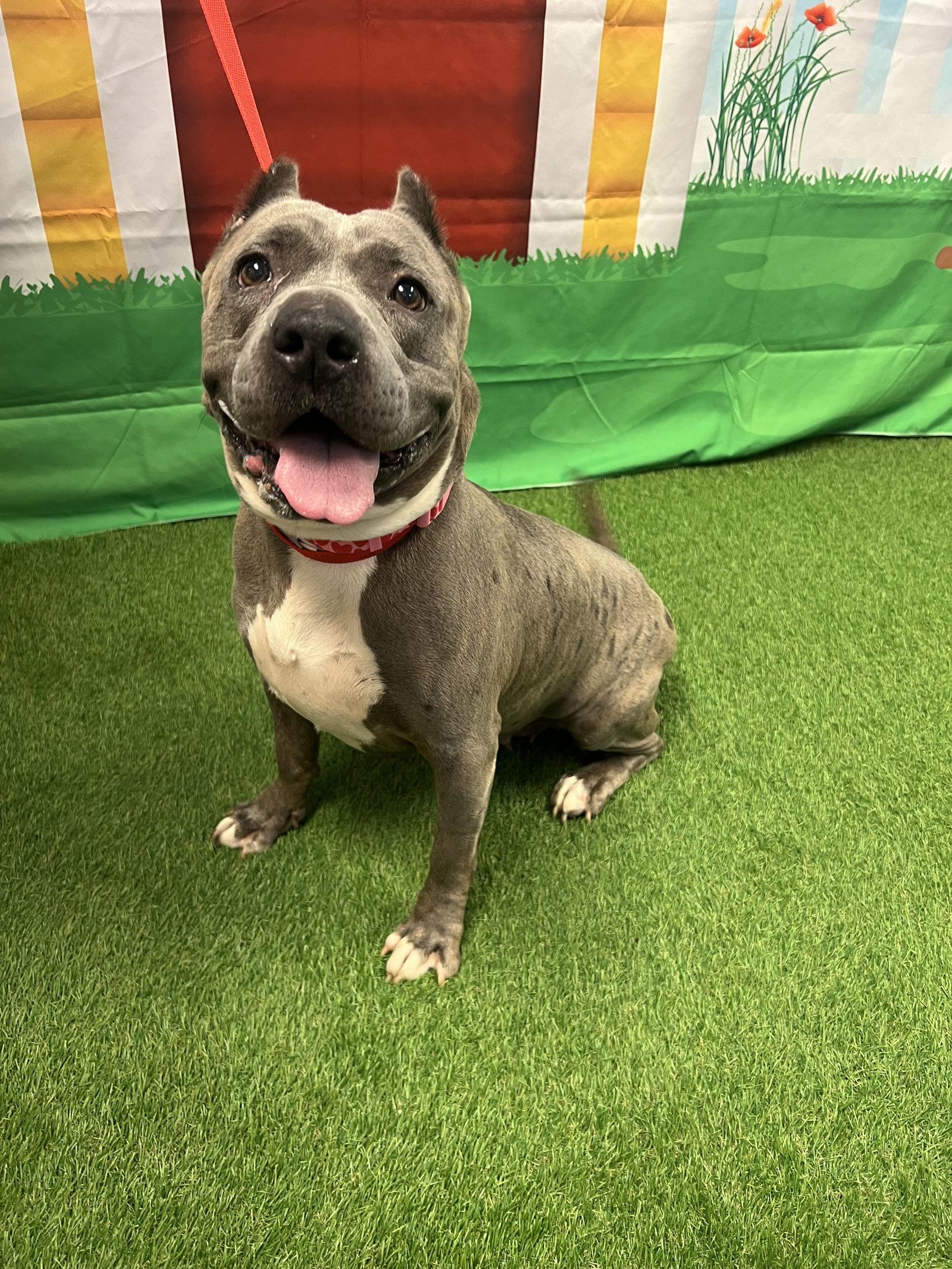 Enlarge Zoey, a Adoptable Terrier in Euless, TX image 3/3