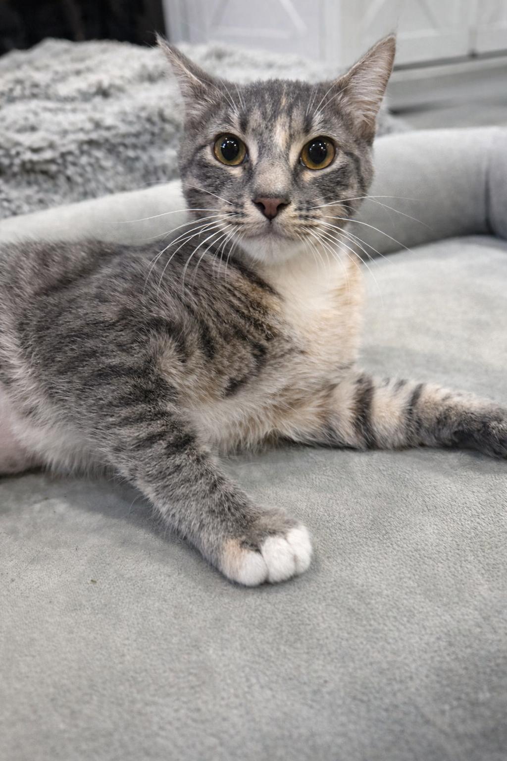 Shasta, a Adopted Domestic Short Hair in Rio Linda, CA image 1/4