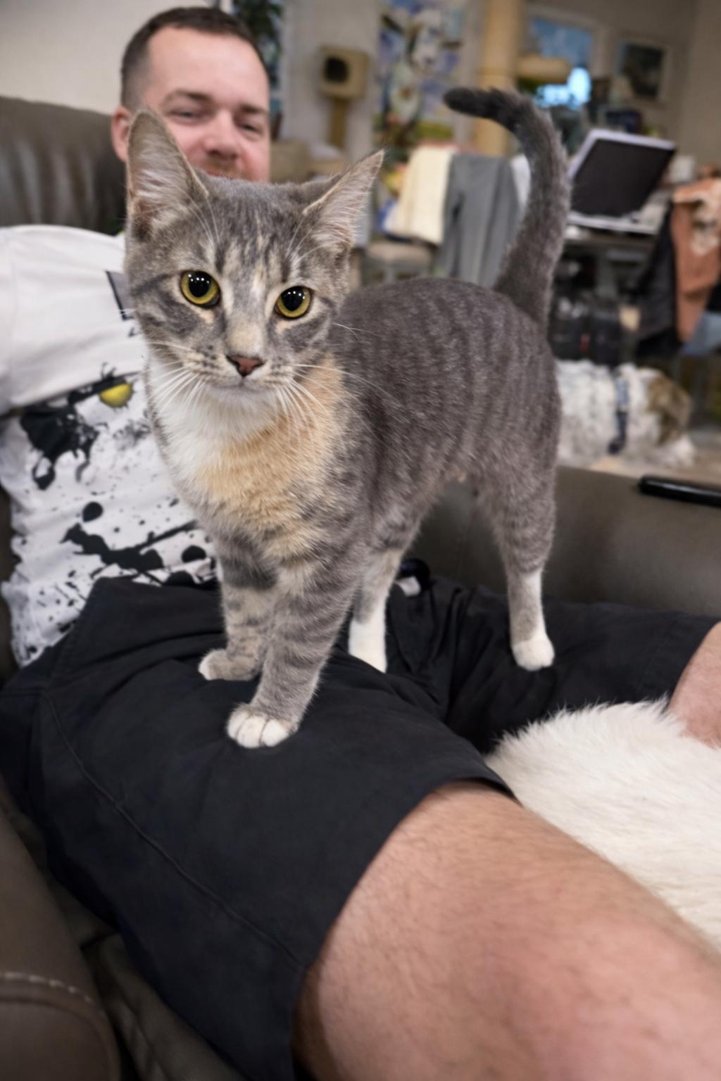 Shasta, a Adopted Domestic Short Hair in Rio Linda, CA image 2/4
