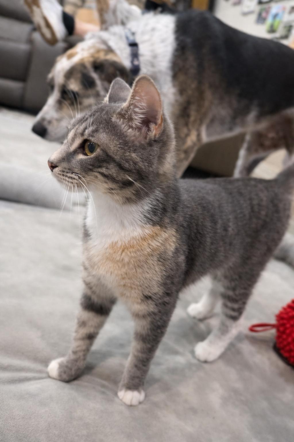 Shasta, a Adopted Domestic Short Hair in Rio Linda, CA image 4/4