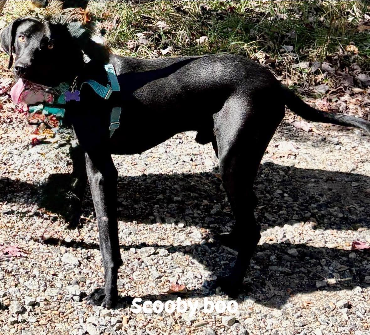 Spooky Doo, a Adoptable mixed breed in Marshall, NC image 4/5