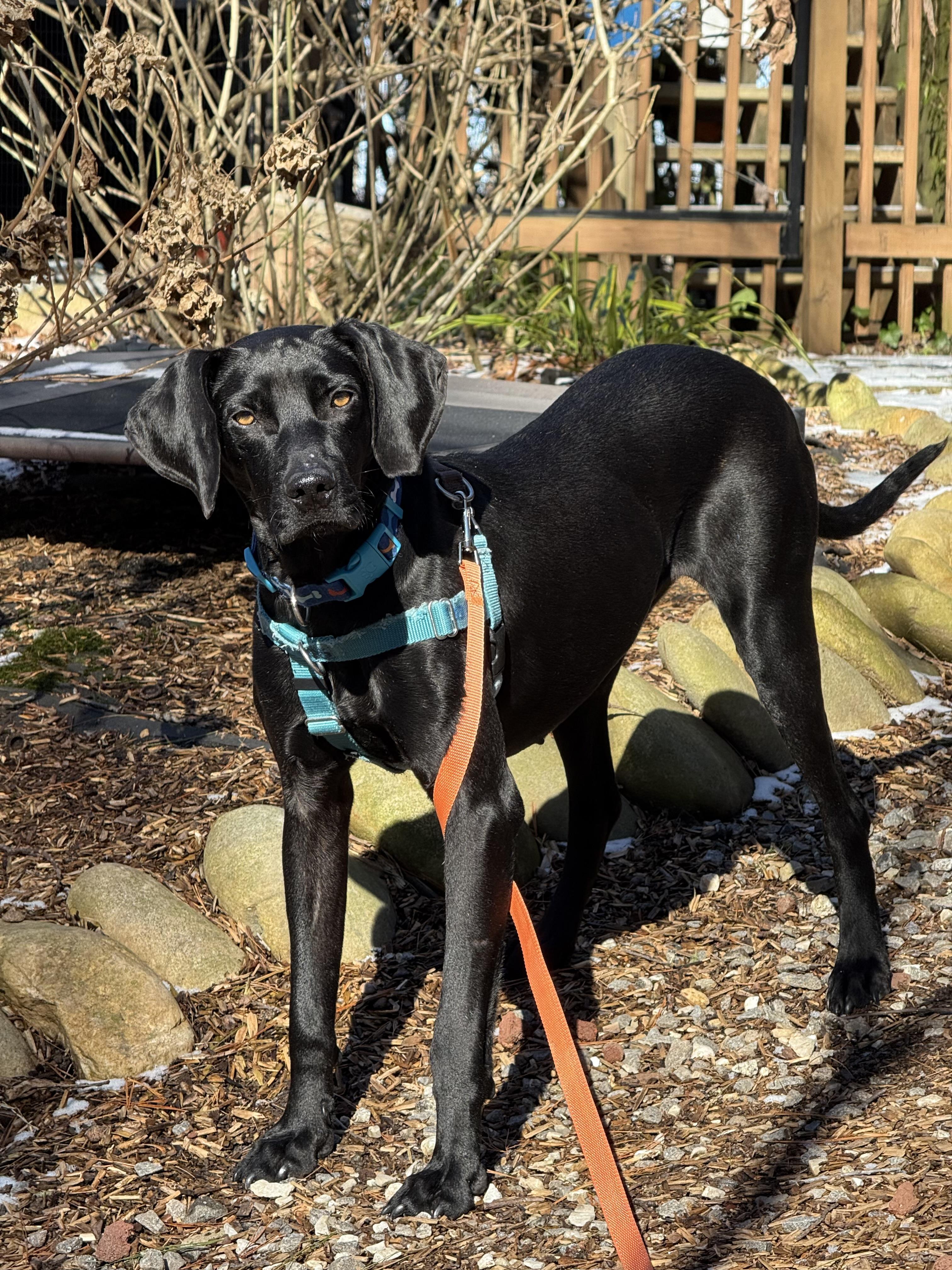 Enlarge Spooky Doo, an adoptable mixed breed in Marshall, NC image 2/6
