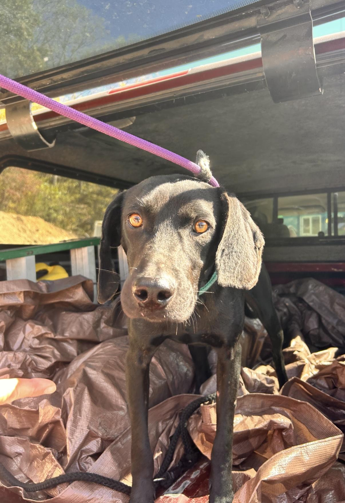 Spooky Doo, a Adoptable mixed breed in Marshall, NC image 5/5
