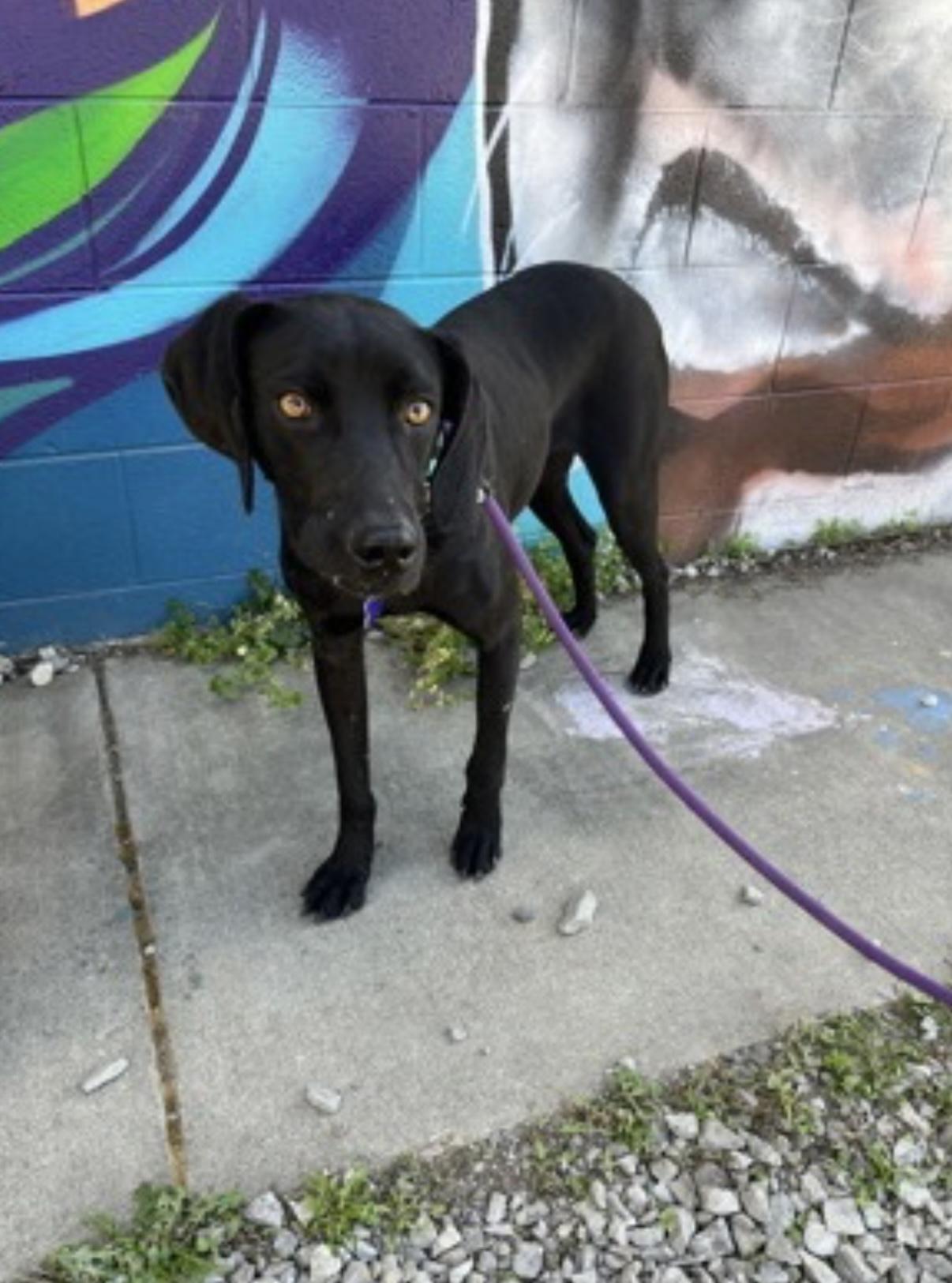 Spooky Doo, a Adoptable mixed breed in Marshall, NC image 1/5