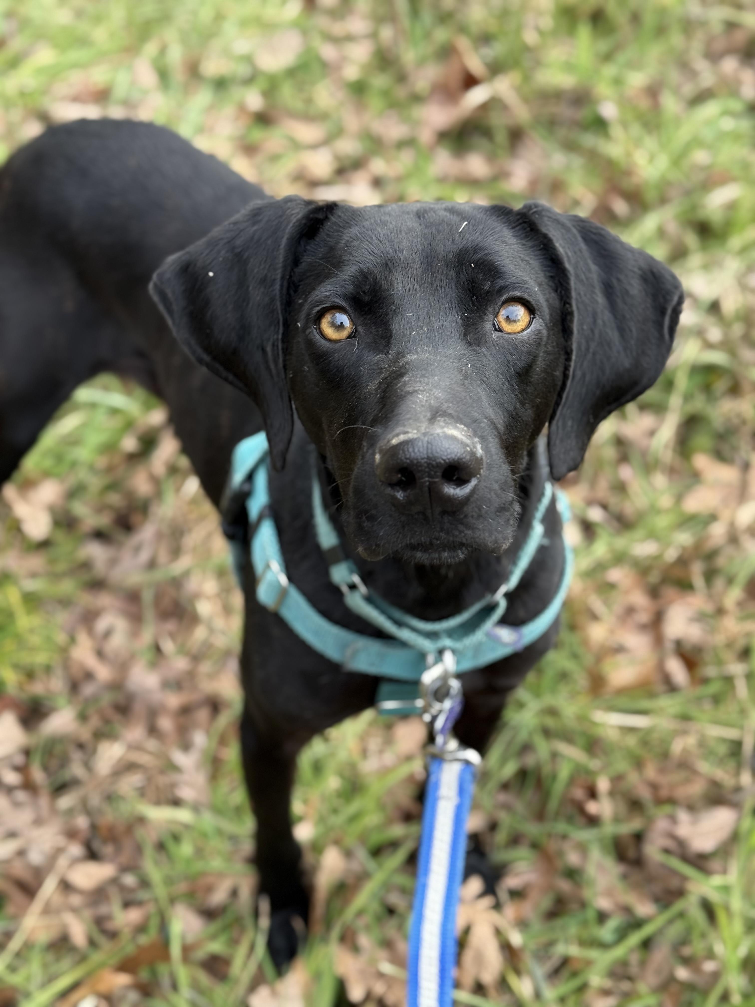 Enlarge Spooky Doo, an adoptable mixed breed in Marshall, NC image 4/6