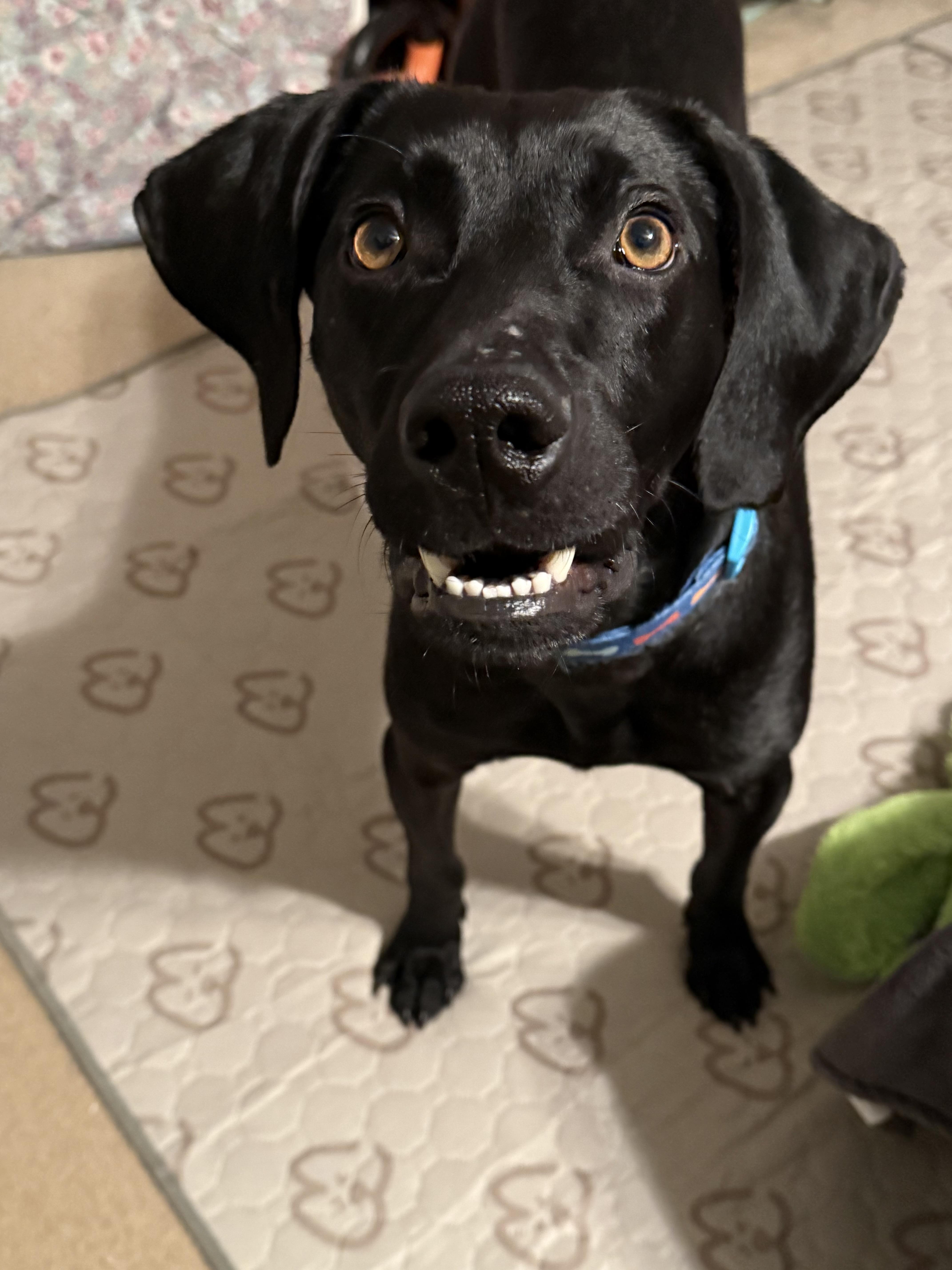 Enlarge Spooky Doo, an adoptable mixed breed in Marshall, NC image 3/6