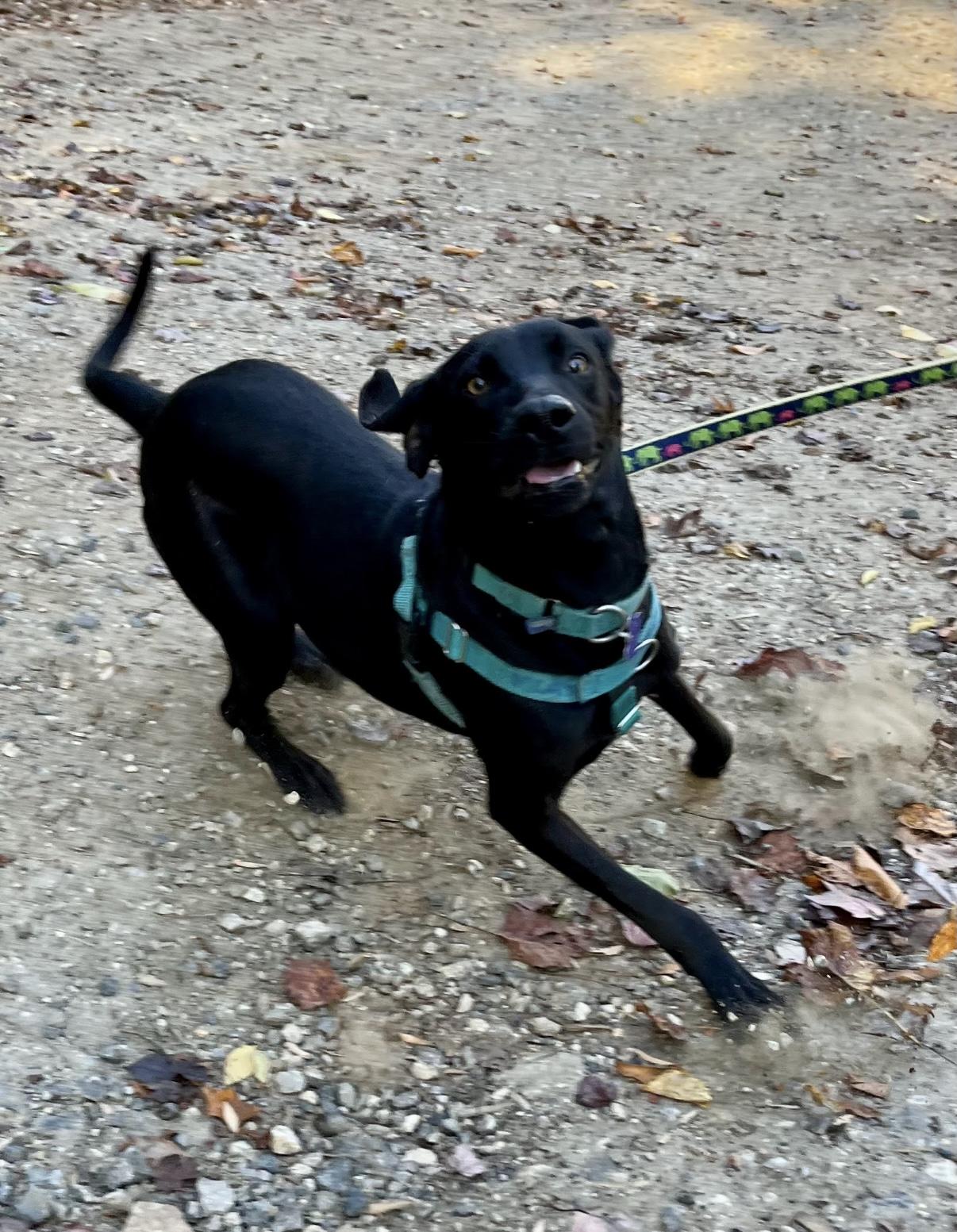 Spooky Doo, a Adoptable mixed breed in Marshall, NC image 2/5