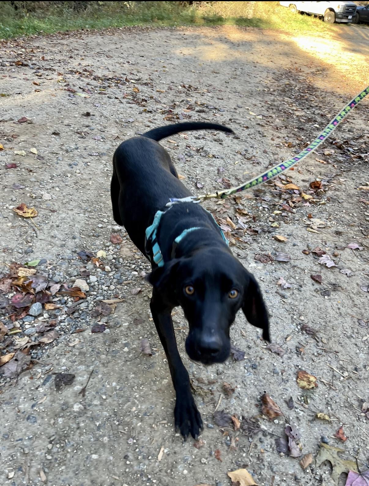 Spooky Doo, a Adoptable mixed breed in Marshall, NC image 3/5