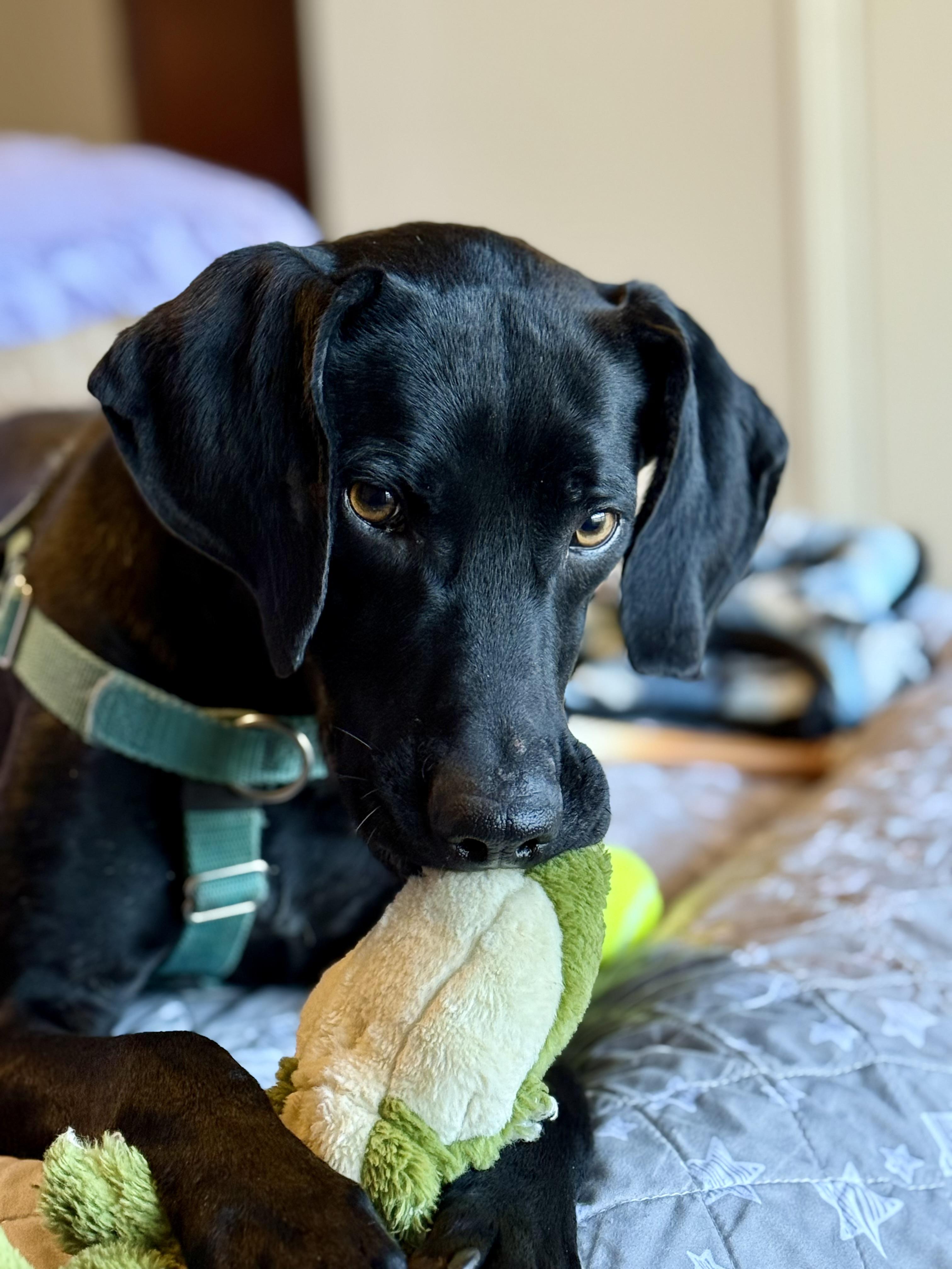 Enlarge Spooky Doo, an adoptable mixed breed in Marshall, NC image 1/6