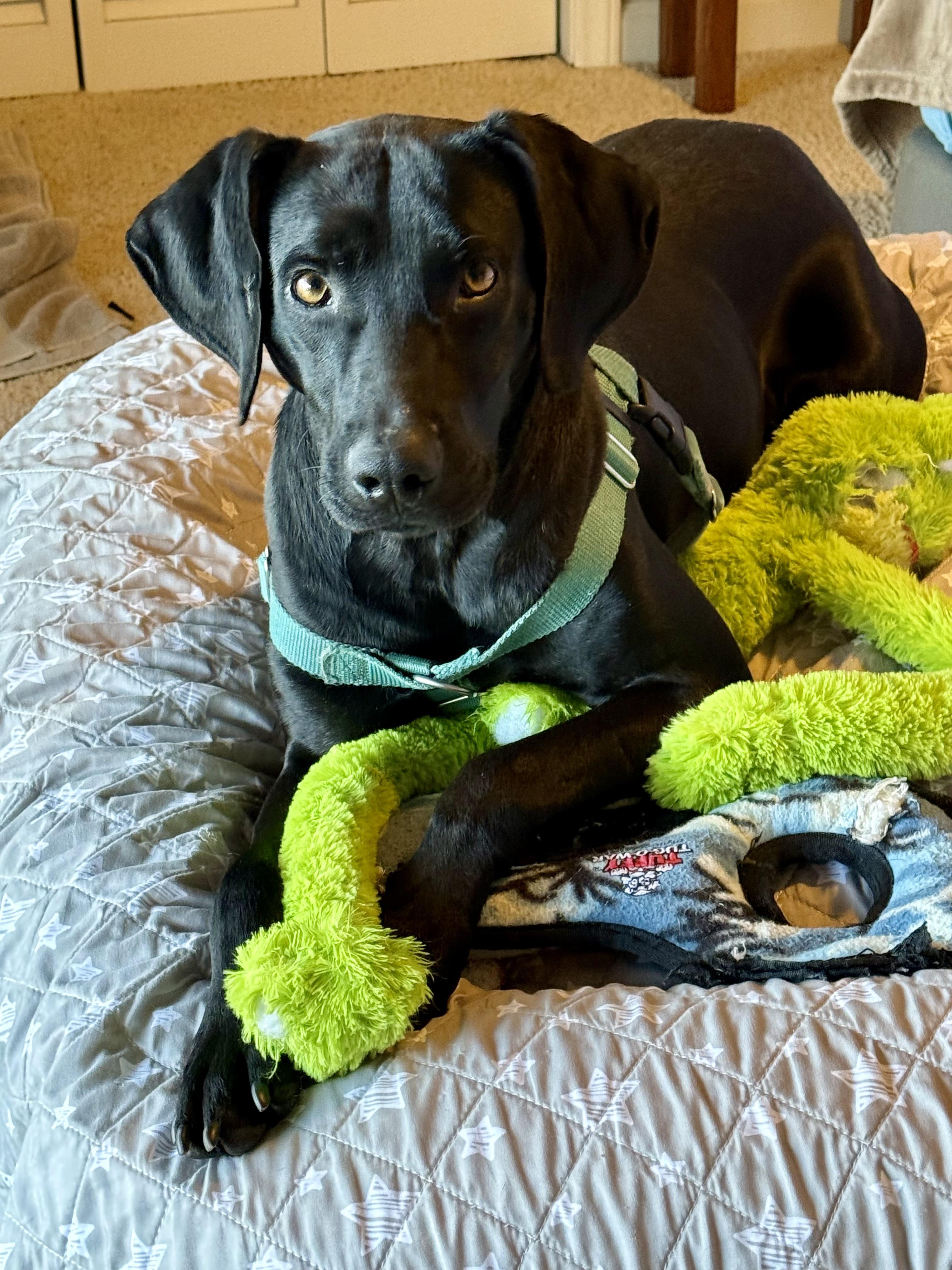 Enlarge Spooky Doo, an adoptable mixed breed in Marshall, NC image 5/6