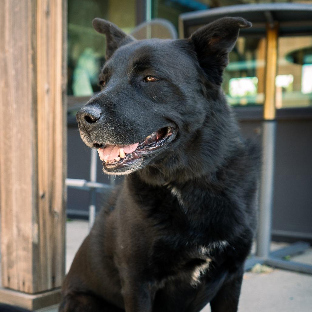 Storm, Adoptable, Adult Male Flat-Coated Retriever.