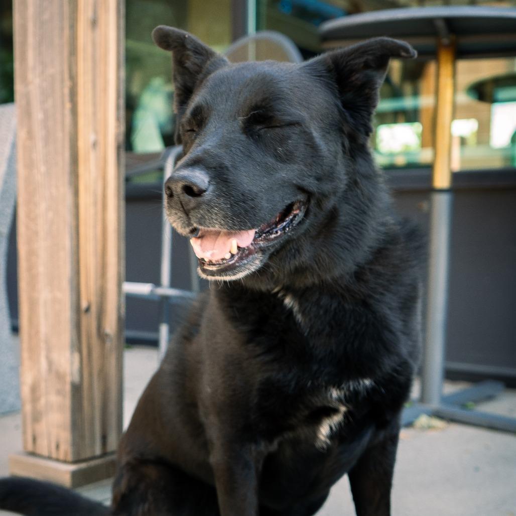Enlarge Storm, a Adoptable Flat-Coated Retriever in Cheyenne, WY image 2/6