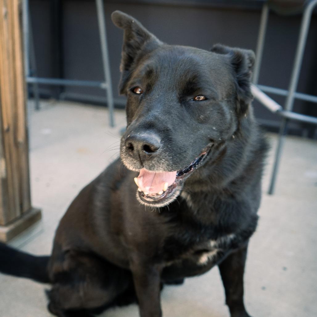 Enlarge Storm, a Adoptable Flat-Coated Retriever in Cheyenne, WY image 3/6