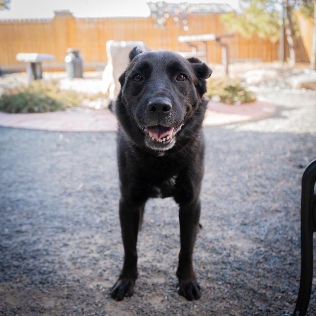 Enlarge Storm, a Adoptable Flat-Coated Retriever in Cheyenne, WY image 1/4