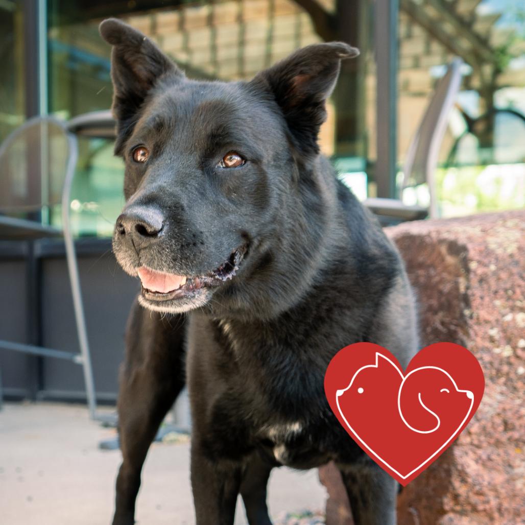Enlarge Storm, a Adoptable Flat-Coated Retriever in Cheyenne, WY image 5/6