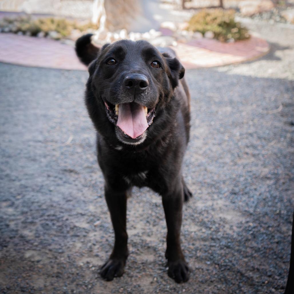 Enlarge Storm, a Adoptable Flat-Coated Retriever in Cheyenne, WY image 3/4
