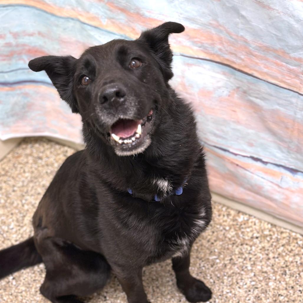 Enlarge Storm, a Adoptable Flat-Coated Retriever in Cheyenne, WY image 4/4