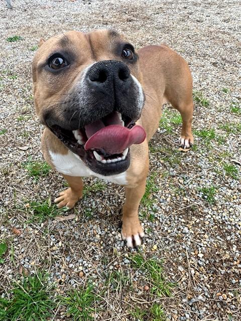 CHEVY, Adoptable, Adult Female Pit Bull Terrier & Mixed Breed.