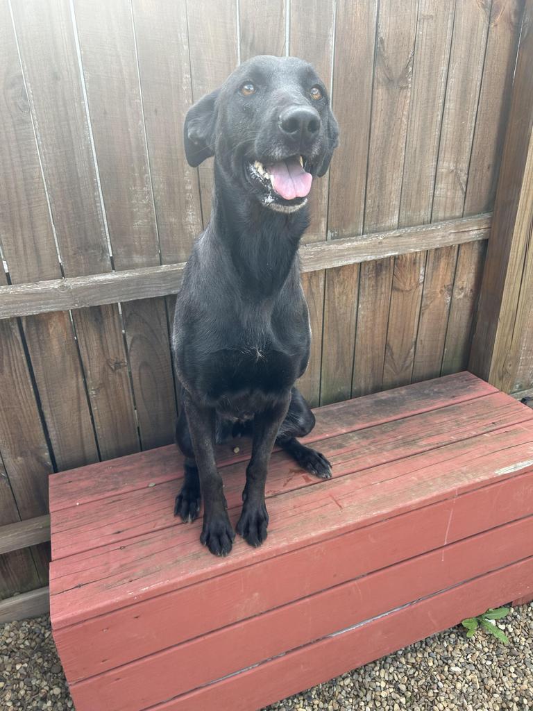 Enlarge Apollo, a Adopted mixed breed in New Manchester, WV image 1/1