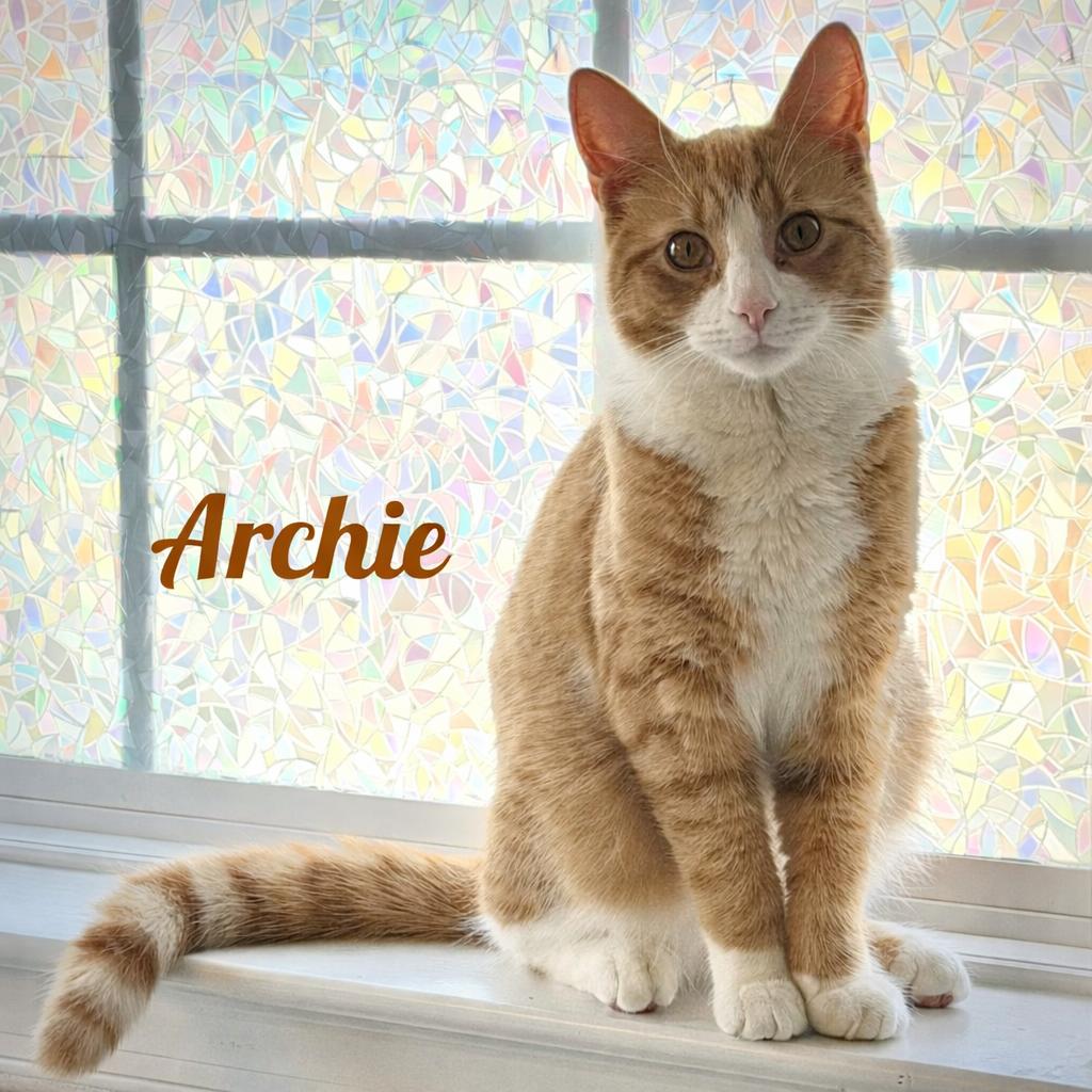 Enlarge Sir Archibald the Glorious (also known as Archie!), a Adoptable mixed breed in Laurel, MD image 1/6