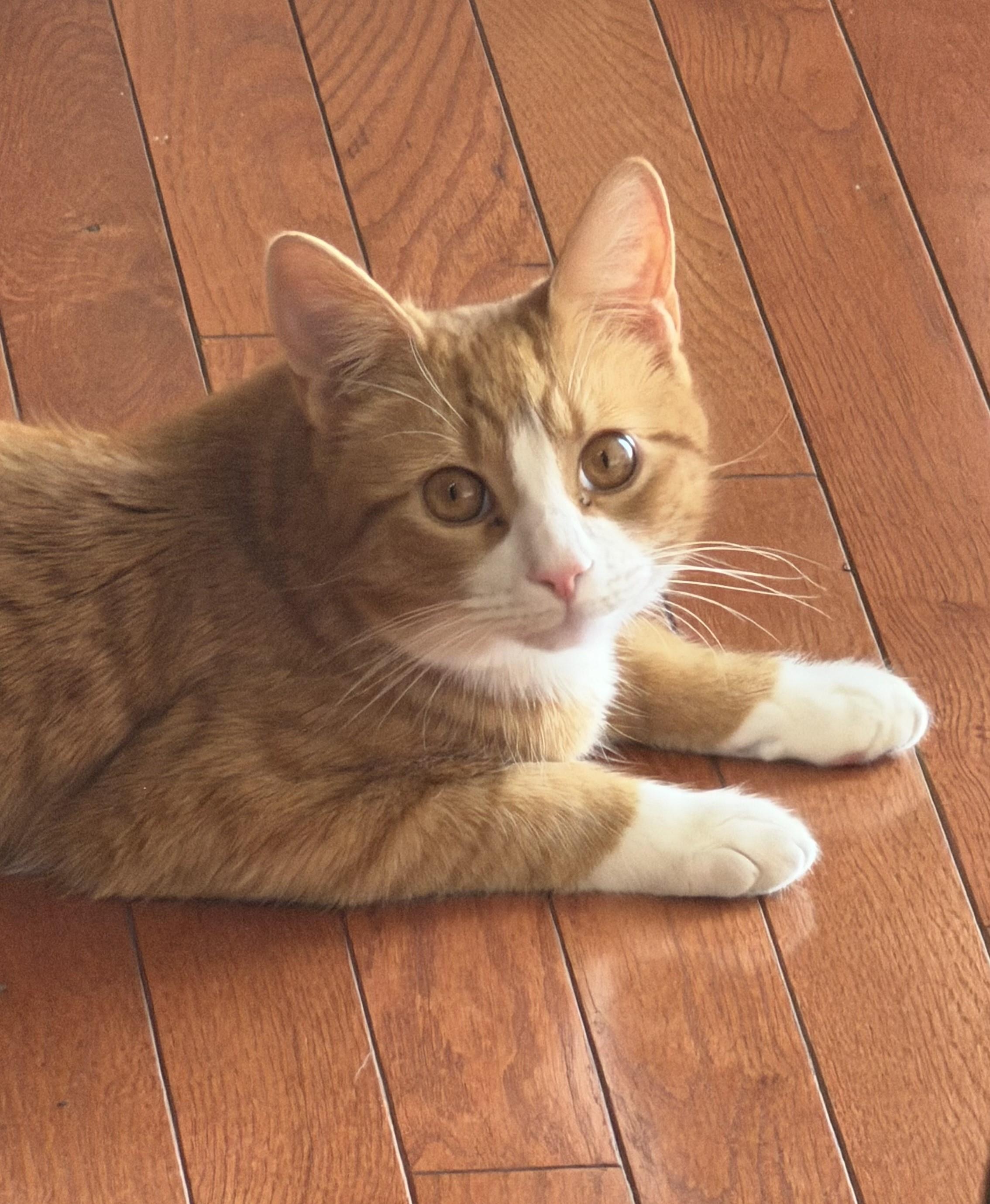 Enlarge Sir Archibald the Glorious (also known as Archie!), a Adoptable mixed breed in Laurel, MD image 4/6